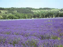 Lavander field