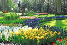 Keukenhof garden