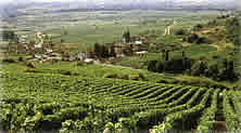 Vineyard in France